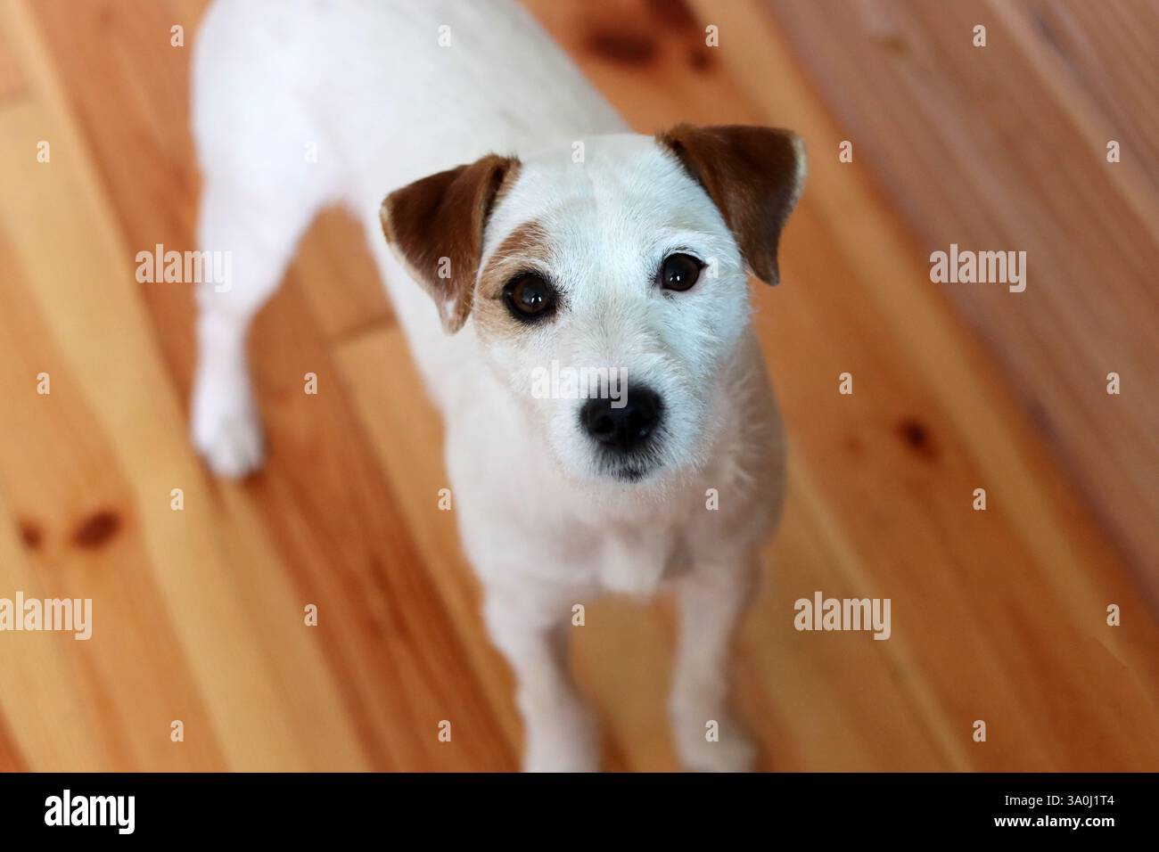 Jack Russell terrier dog sul pavimento di legno di casa Foto Stock