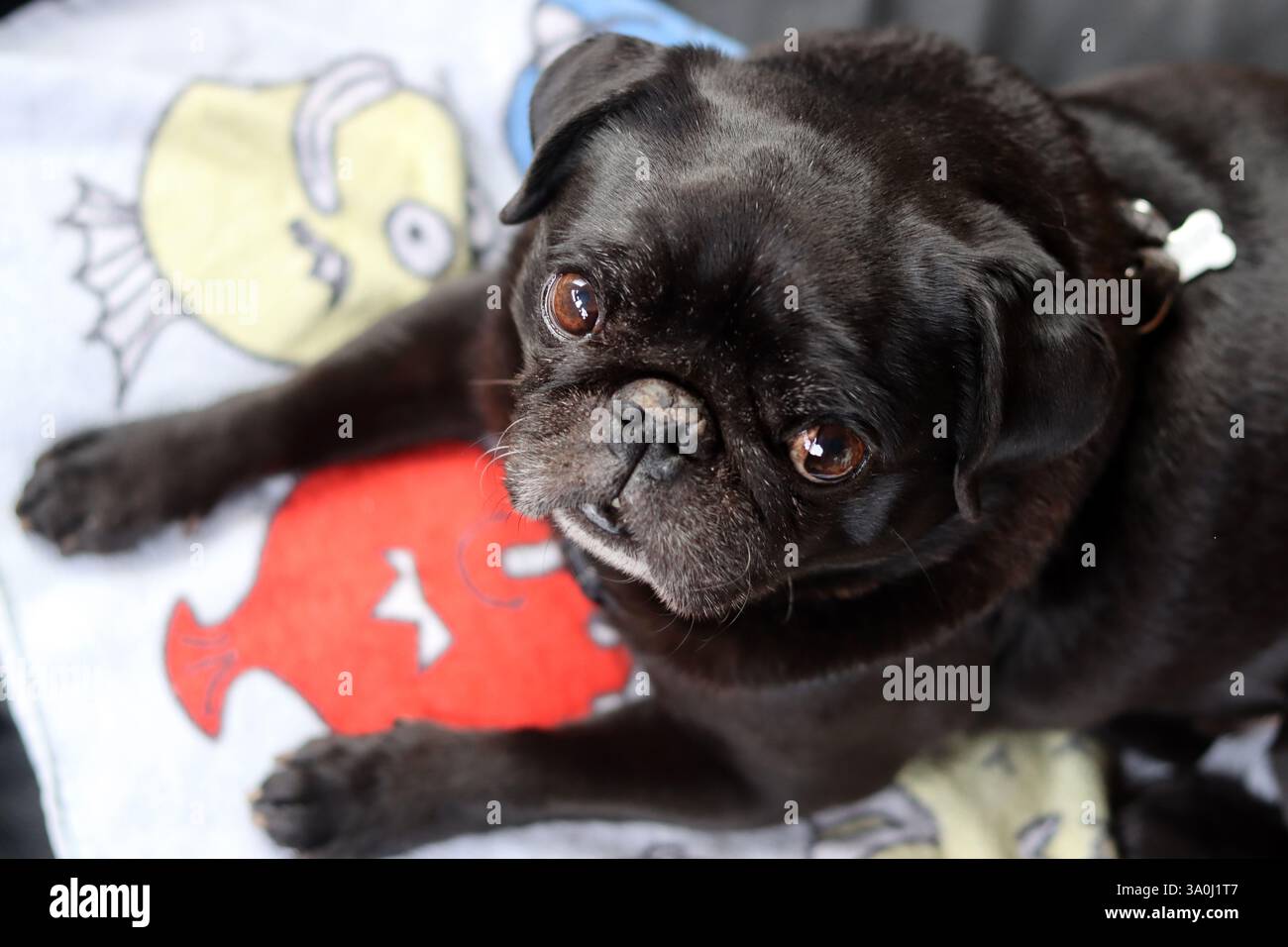 Cane nero disteso sul letto e guardando la telecamera. Razze di cani brachicefalici. Foto Stock