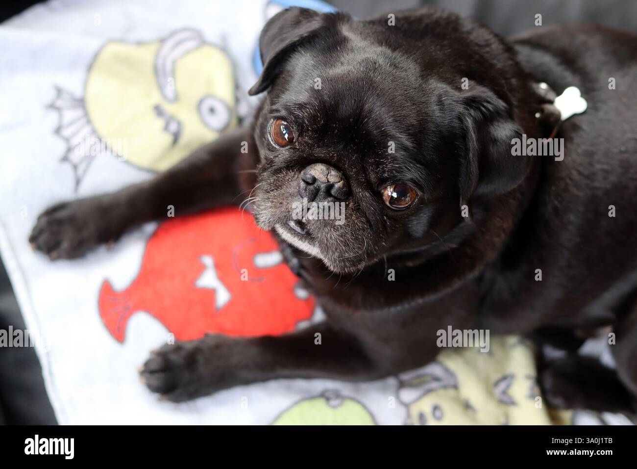 Cane nero disteso sul letto e guardando la telecamera. Razze di cani brachicefalici. Foto Stock