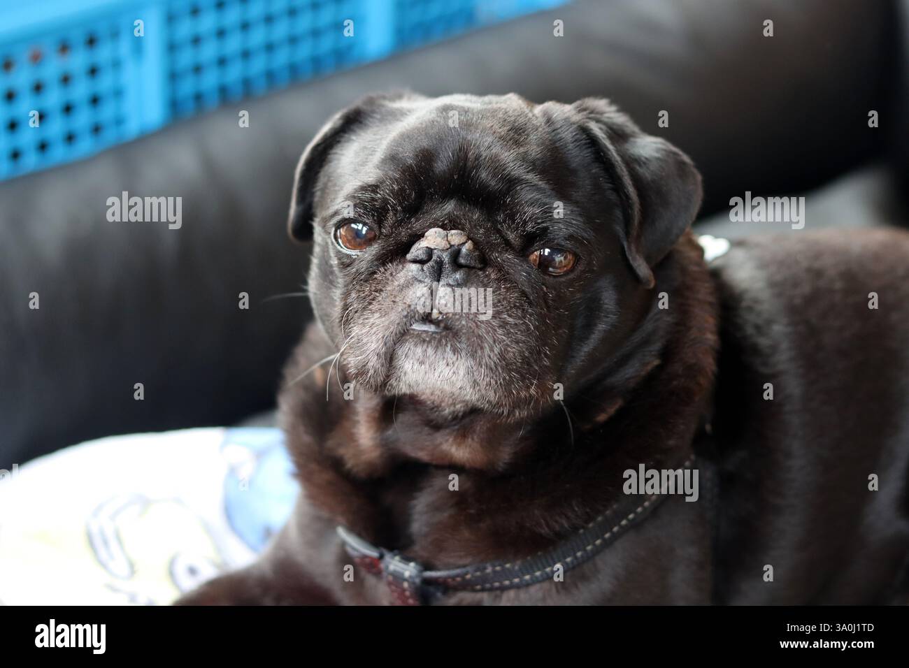 Cane nero disteso sul letto e guardando la telecamera. Razze di cani brachicefalici. Foto Stock