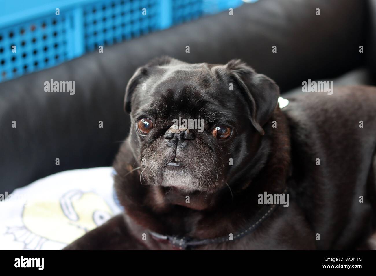 Cane nero disteso sul letto e guardando la telecamera. Razze di cani brachicefalici. Foto Stock