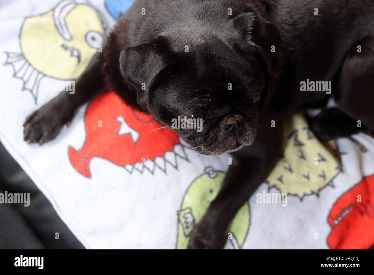 Cane da cucciolo nero seduto su una coperta al sole. Foto Stock