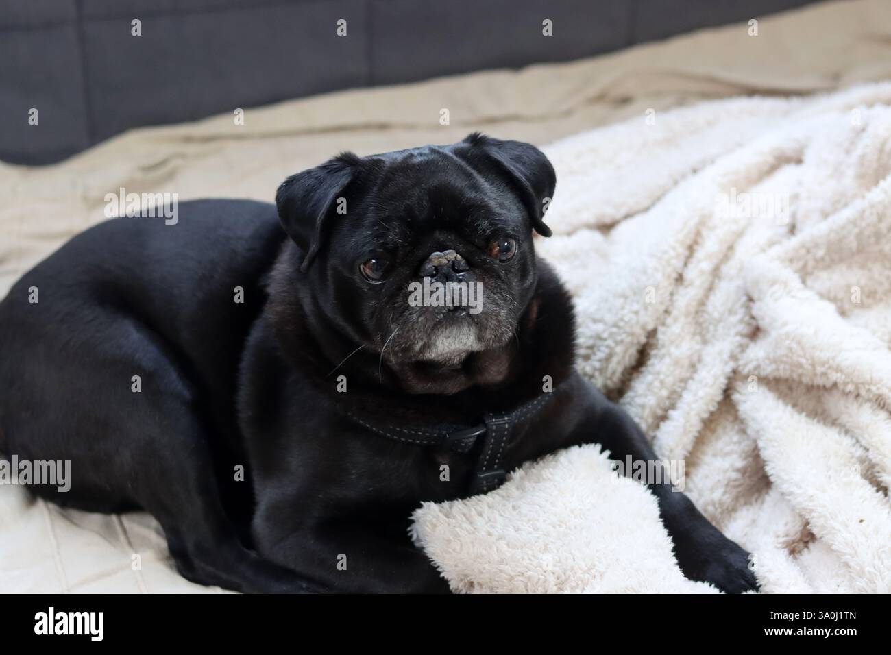 Cane nero disteso sul letto e guardando la telecamera. Razze di cani brachicefalici. Foto Stock