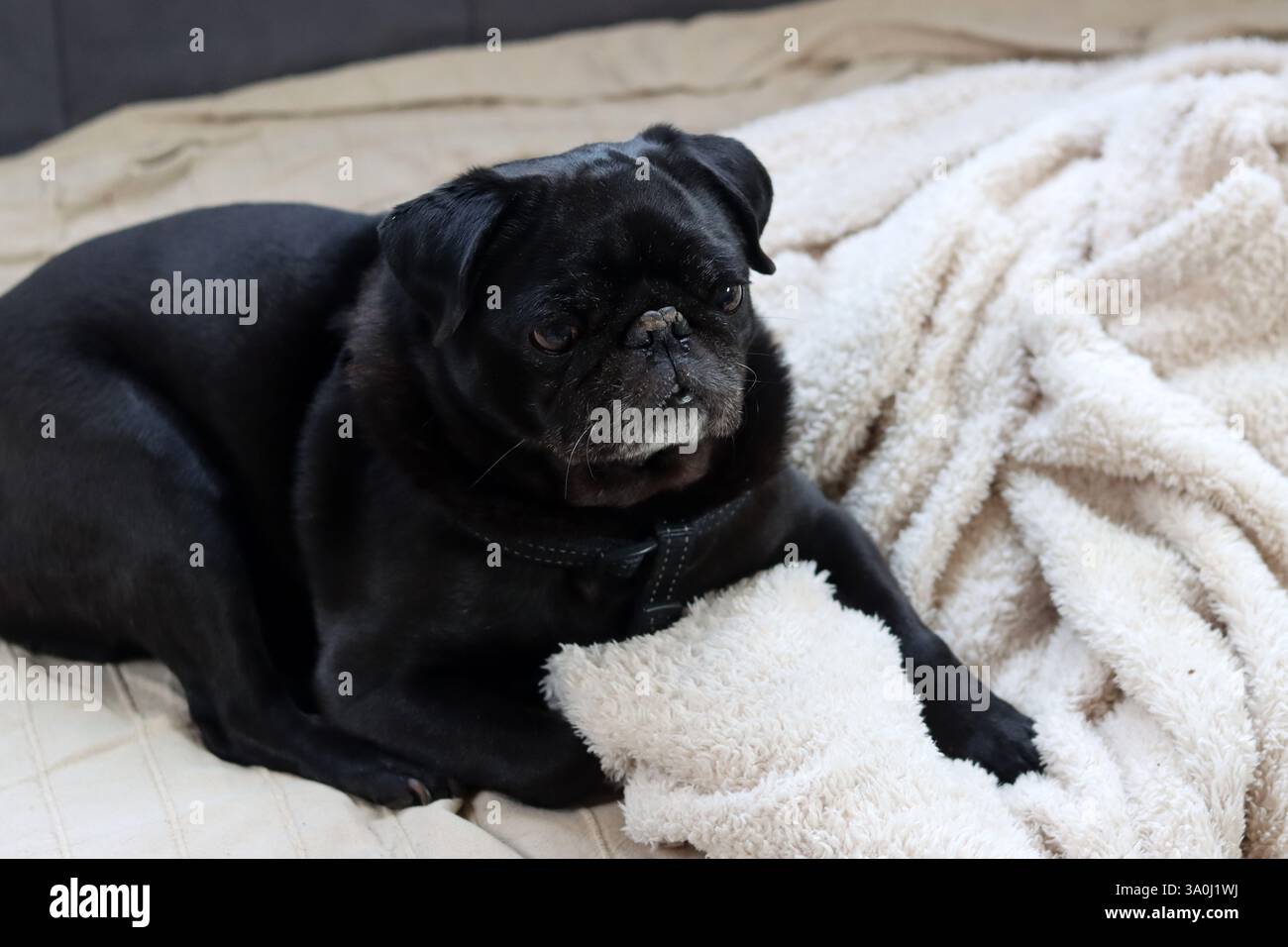 Cane nero disteso sul letto e guardando la telecamera. Razze di cani brachicefalici. Foto Stock