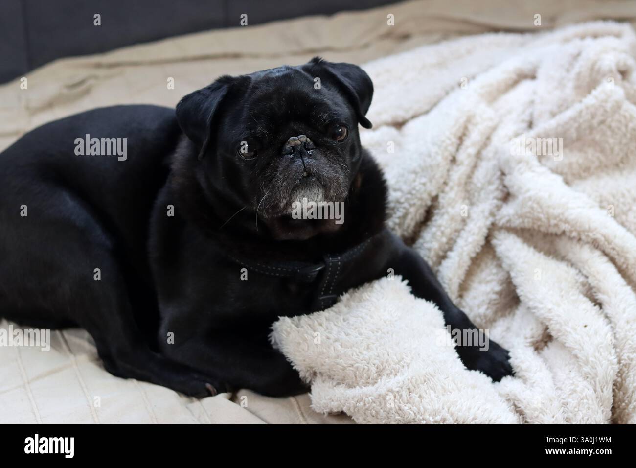 Cane nero disteso sul letto e guardando la telecamera. Razze di cani brachicefalici. Foto Stock