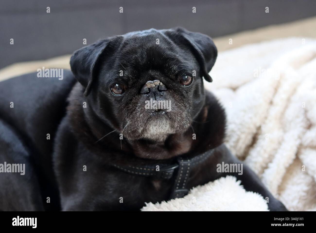 Cane nero disteso sul letto e guardando la telecamera. Razze di cani brachicefalici. Foto Stock