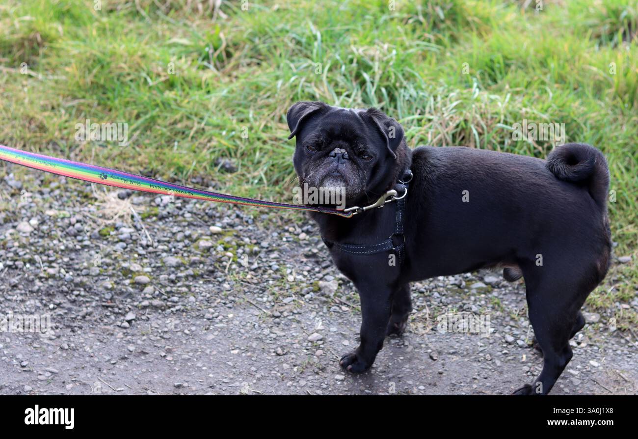 Carino cucciolo nero in giro. Primo piano ritratto di un cane piccolo. Foto Stock