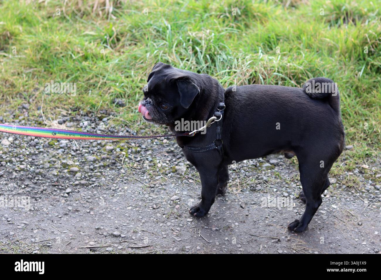Carino cucciolo nero in giro. Primo piano ritratto di un cane piccolo. Foto Stock