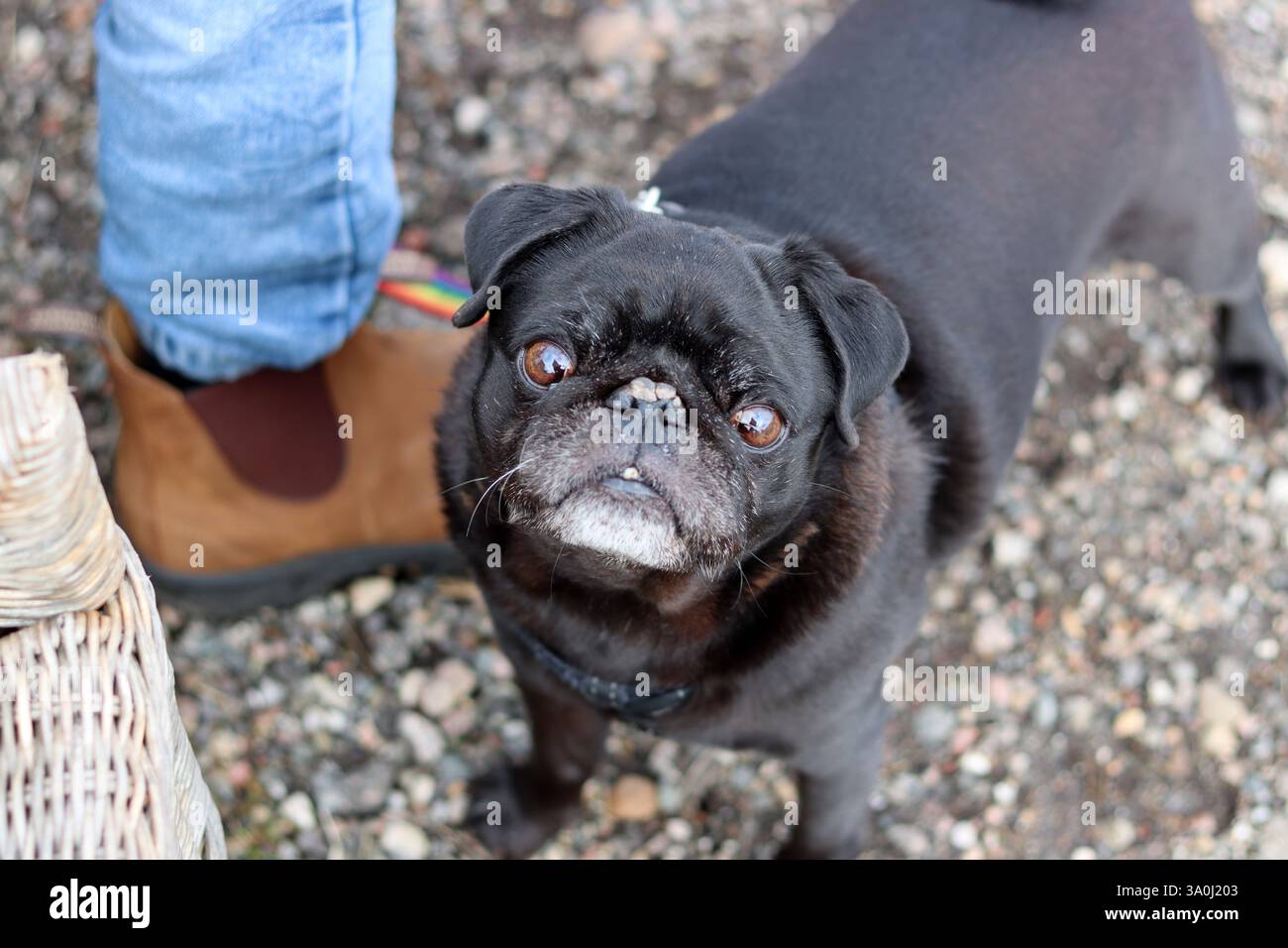 Carino cucciolo nero in giro. Primo piano ritratto di un cane piccolo. Foto Stock