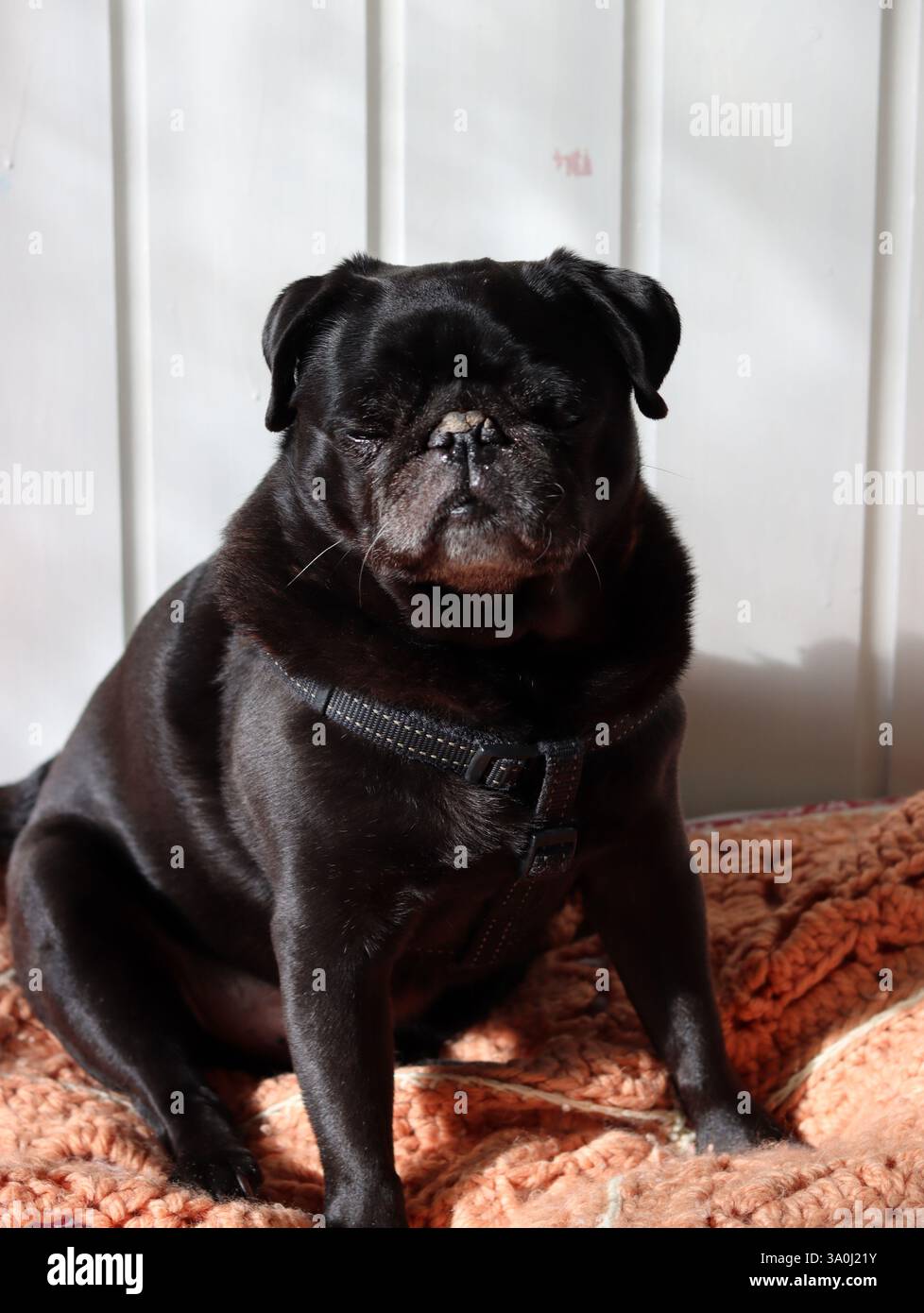 Carino pug nero sul divano Foto Stock