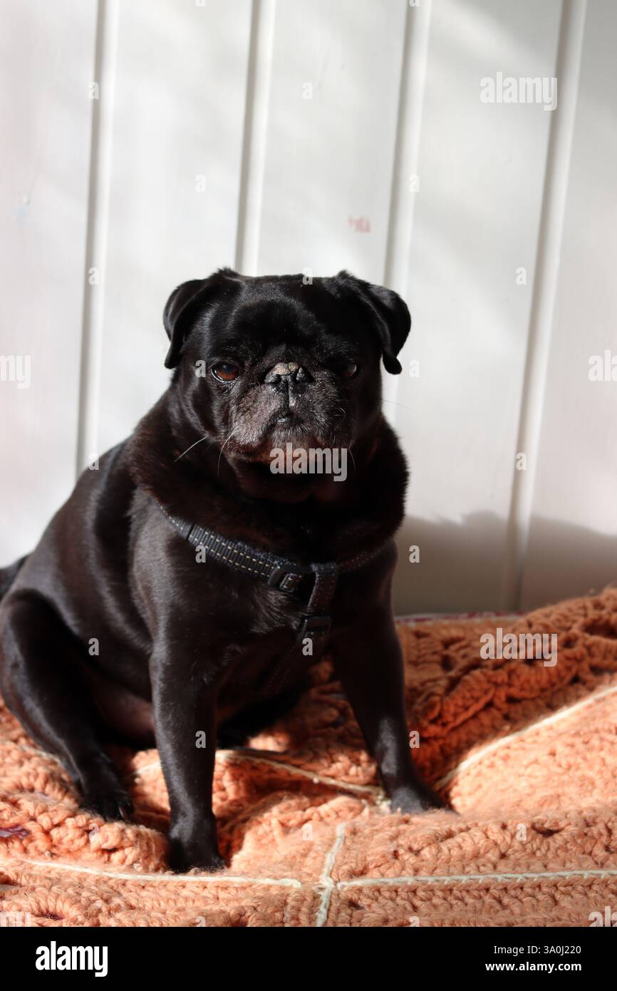 Cane da cucciolo nero seduto su una coperta al sole. Foto Stock