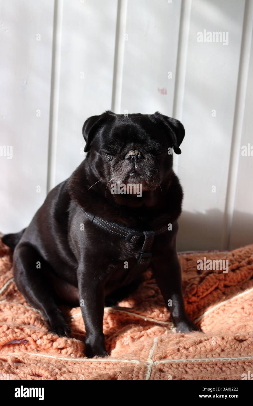 Carino pug nero sul divano Foto Stock