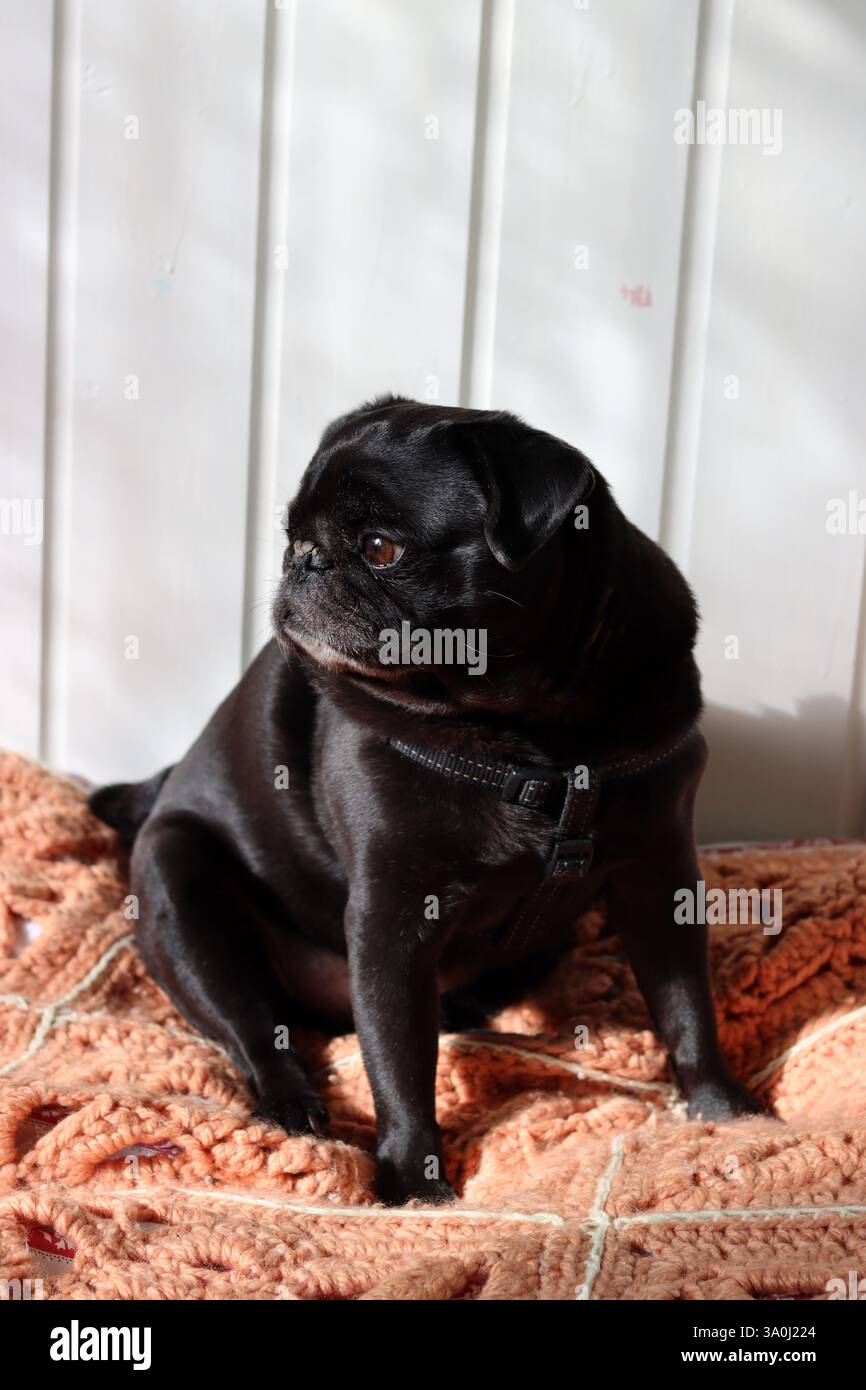 Carino pug nero sul divano Foto Stock
