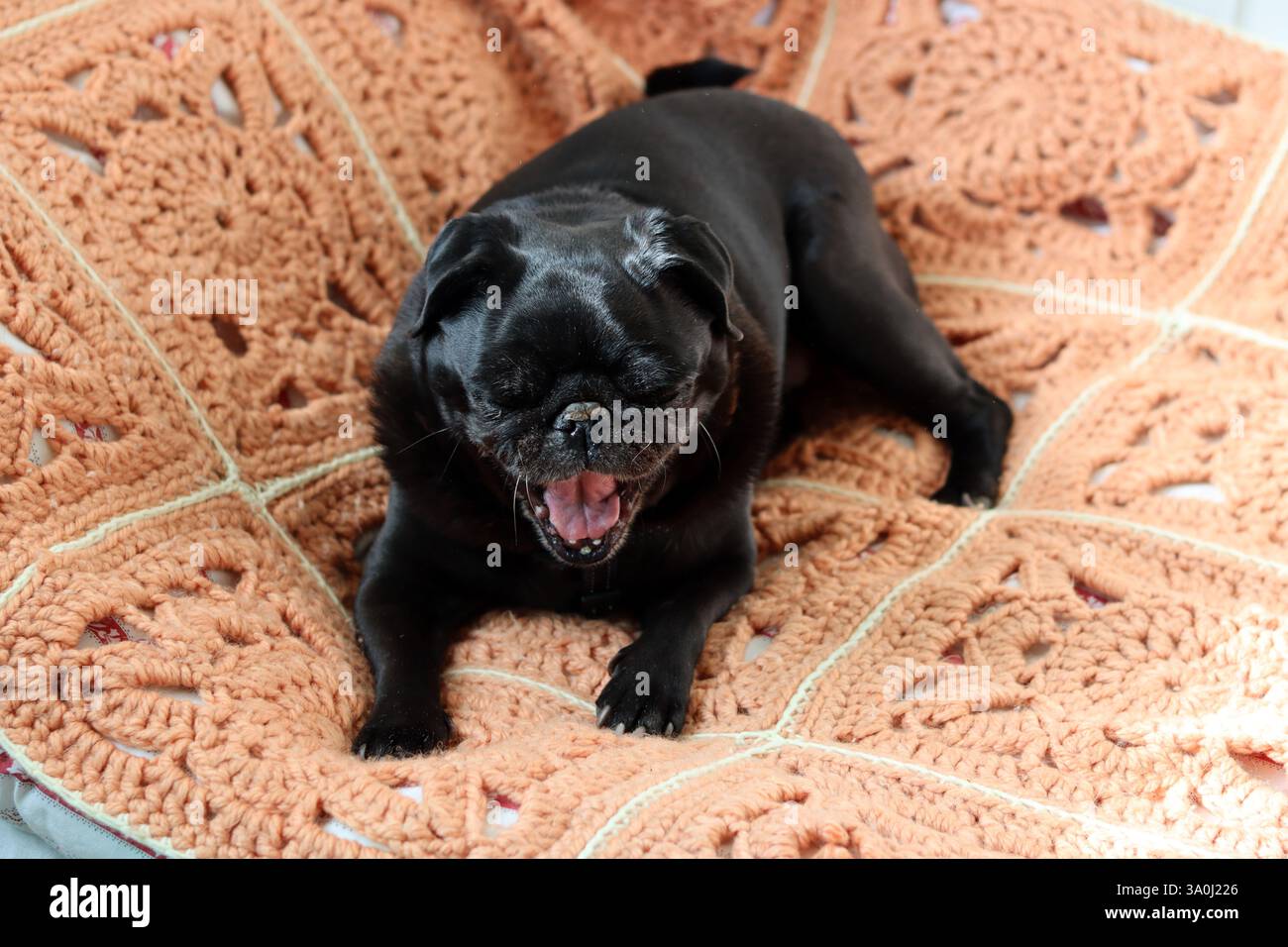 Cane da cucciolo nero seduto su una coperta al sole. Foto Stock