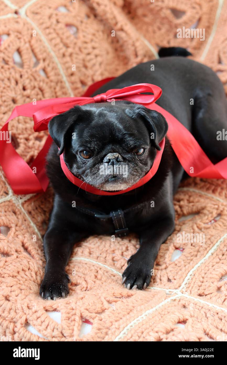 Cucciolo nero con nastro rosso su una coperta a maglia, primo piano Foto Stock
