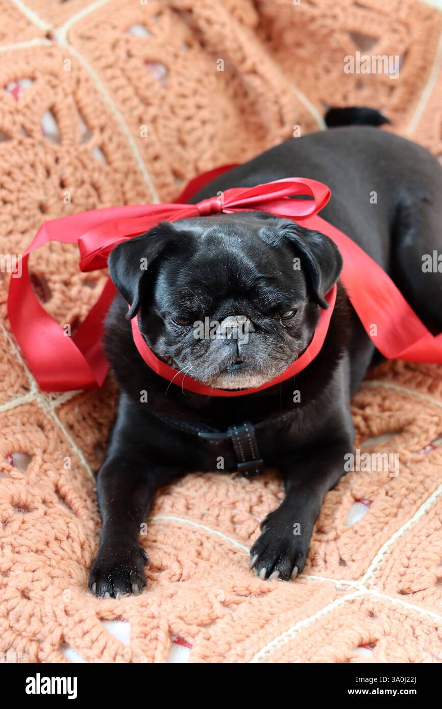 Cucciolo nero con nastro rosso su una coperta a maglia, primo piano Foto Stock