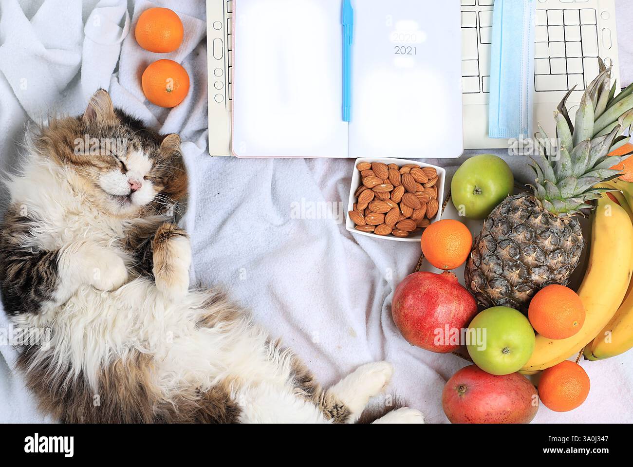 Moderna scrivania per donna, accogliente ufficio domestico con gatto. caffè e frutta su una coperta leggera, preparando un piano e obiettivi per il nuovo anno, uno stile di vita sano Foto Stock