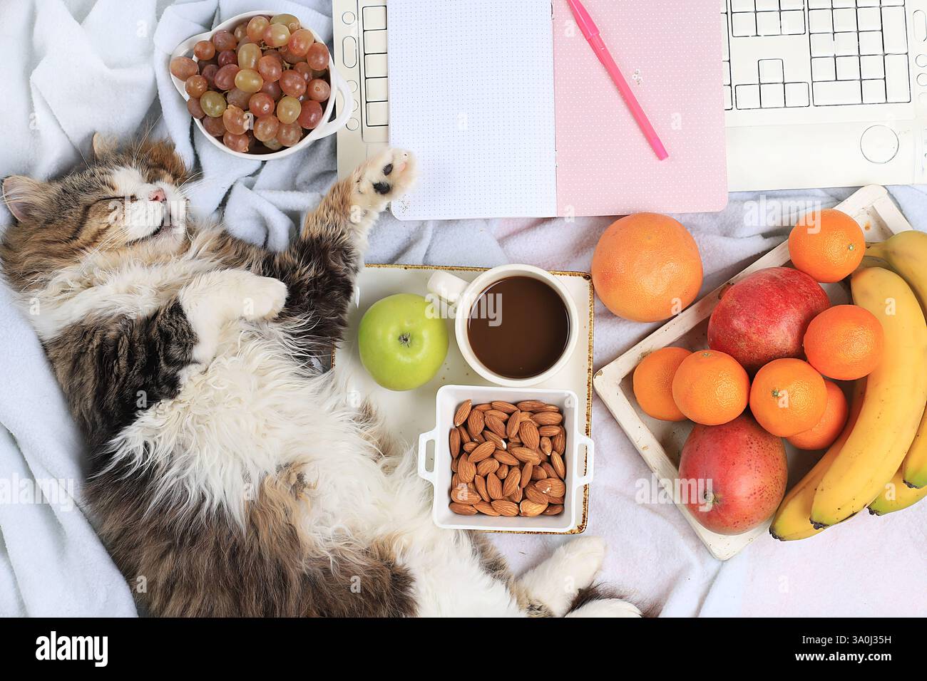 Moderna scrivania per donna, accogliente ufficio domestico con gatto. caffè e frutta su una coperta leggera, preparando un piano e obiettivi per il nuovo anno, uno stile di vita sano Foto Stock