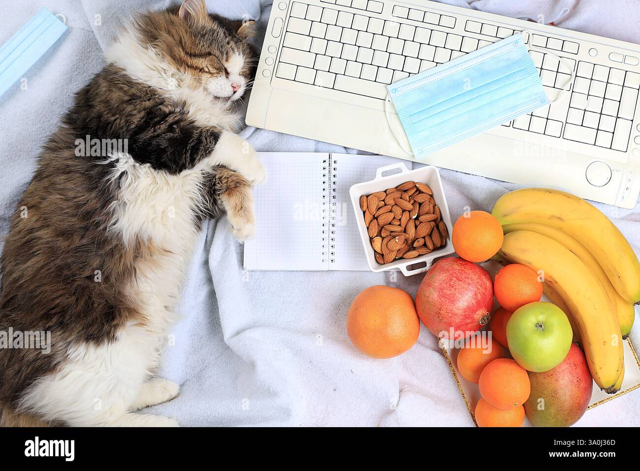 Moderna scrivania per donna, accogliente ufficio domestico con gatto. caffè e frutta su una coperta leggera, preparando un piano e obiettivi per il nuovo anno, uno stile di vita sano Foto Stock