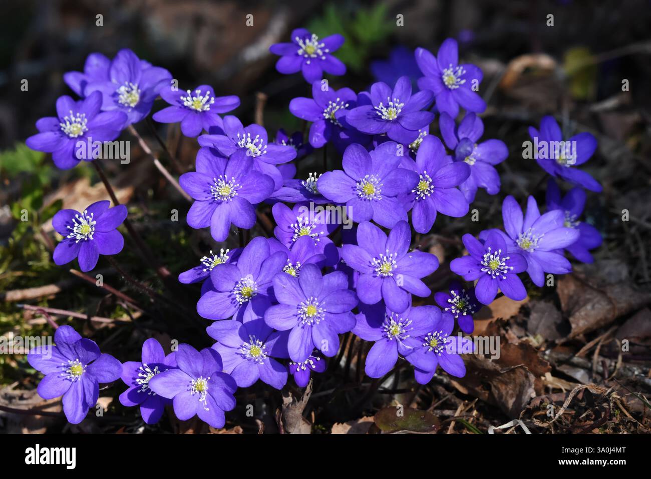 Hepatica comune, liverwort, liverleaf, kidneywort o pennywort (Hepatica nobilis) che fioriscono nella foresta in finlandia in primavera. Foto Stock