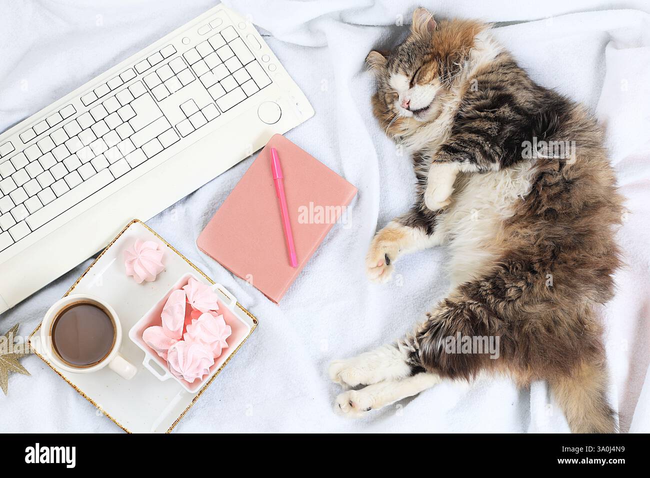 Moderna scrivania per donna, accogliente ufficio domestico con gatto da letto. Computer, caffè e meringhe su una coperta leggera. Concetto aziendale minimo, vita sana Foto Stock