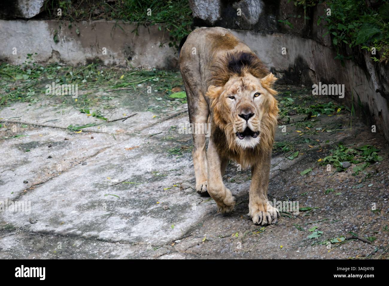 Leone maschio che cammina nell'habitat dello zoo a occhi chiusi. Primo piano dell'intensa espressione facciale di un leone Foto Stock Leone maschio che cammina nell'habitat dello zoo a occhi chiusi. Primo piano dell'intensa espressione facciale di un leone Foto Stock