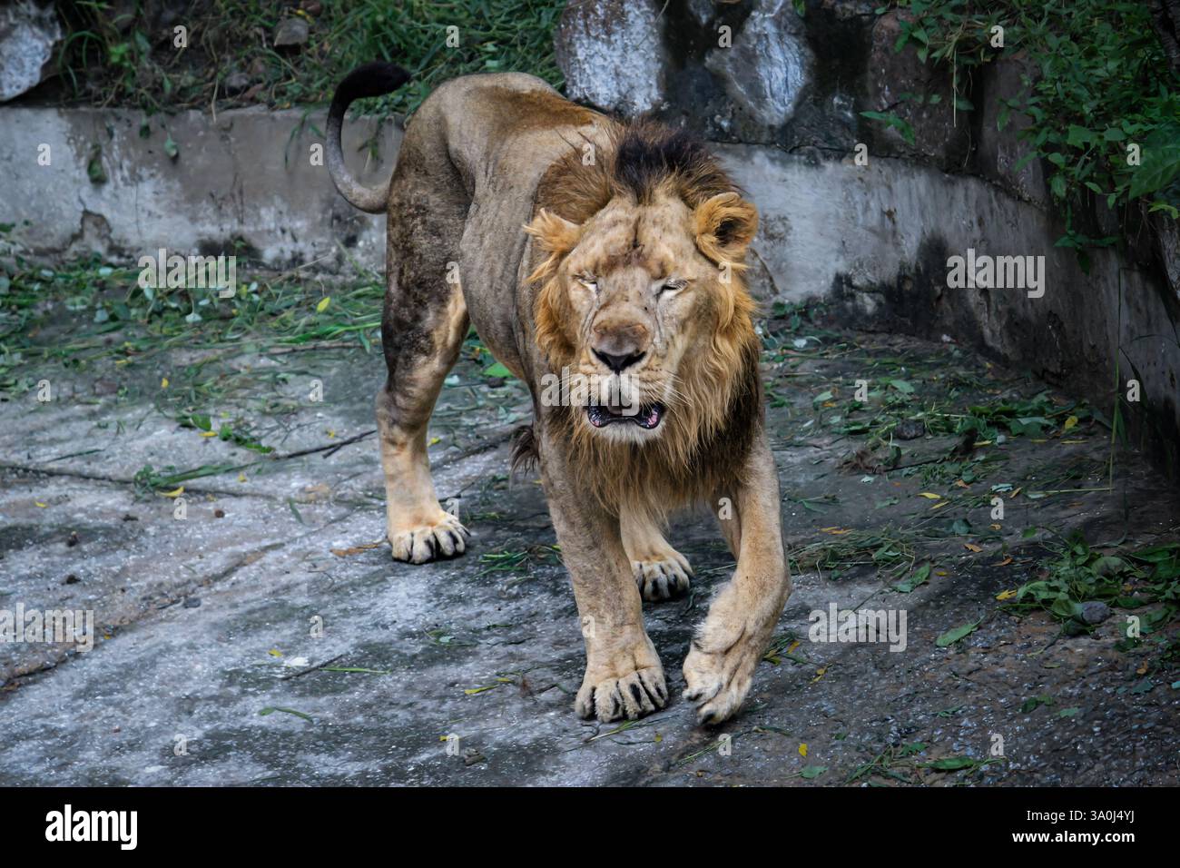 Leone maschio che cammina nell'habitat dello zoo a occhi chiusi. Primo piano dell'intensa espressione facciale di un leone Foto Stock Leone maschio che cammina nell'habitat dello zoo a occhi chiusi. Primo piano dell'intensa espressione facciale di un leone Foto Stock