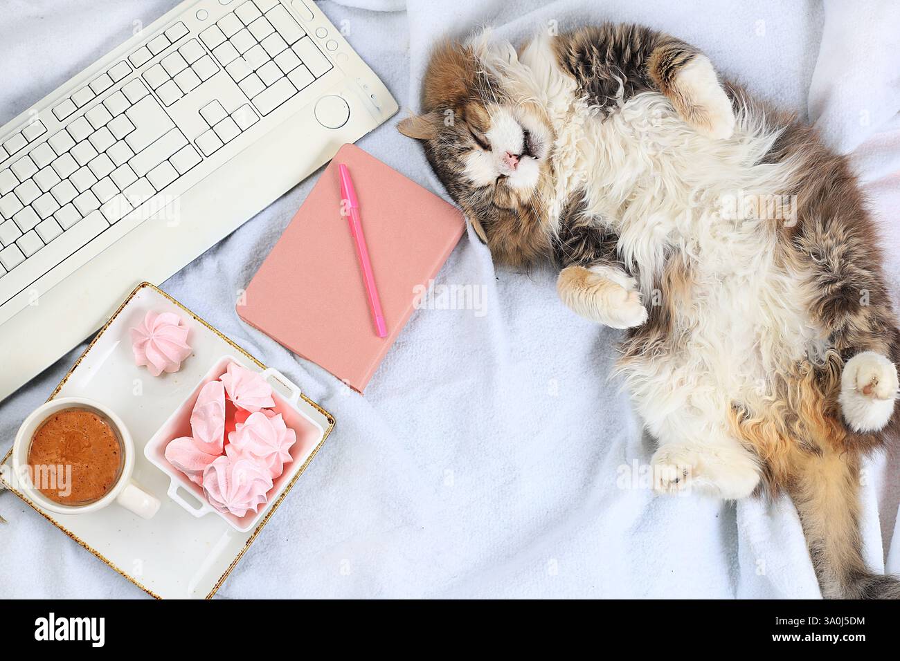 Moderna scrivania per donna, accogliente ufficio domestico con gatto. Computer, latte e meringa su una coperta leggera. Concetto di business minimo, stile di vita sano, Foto Stock