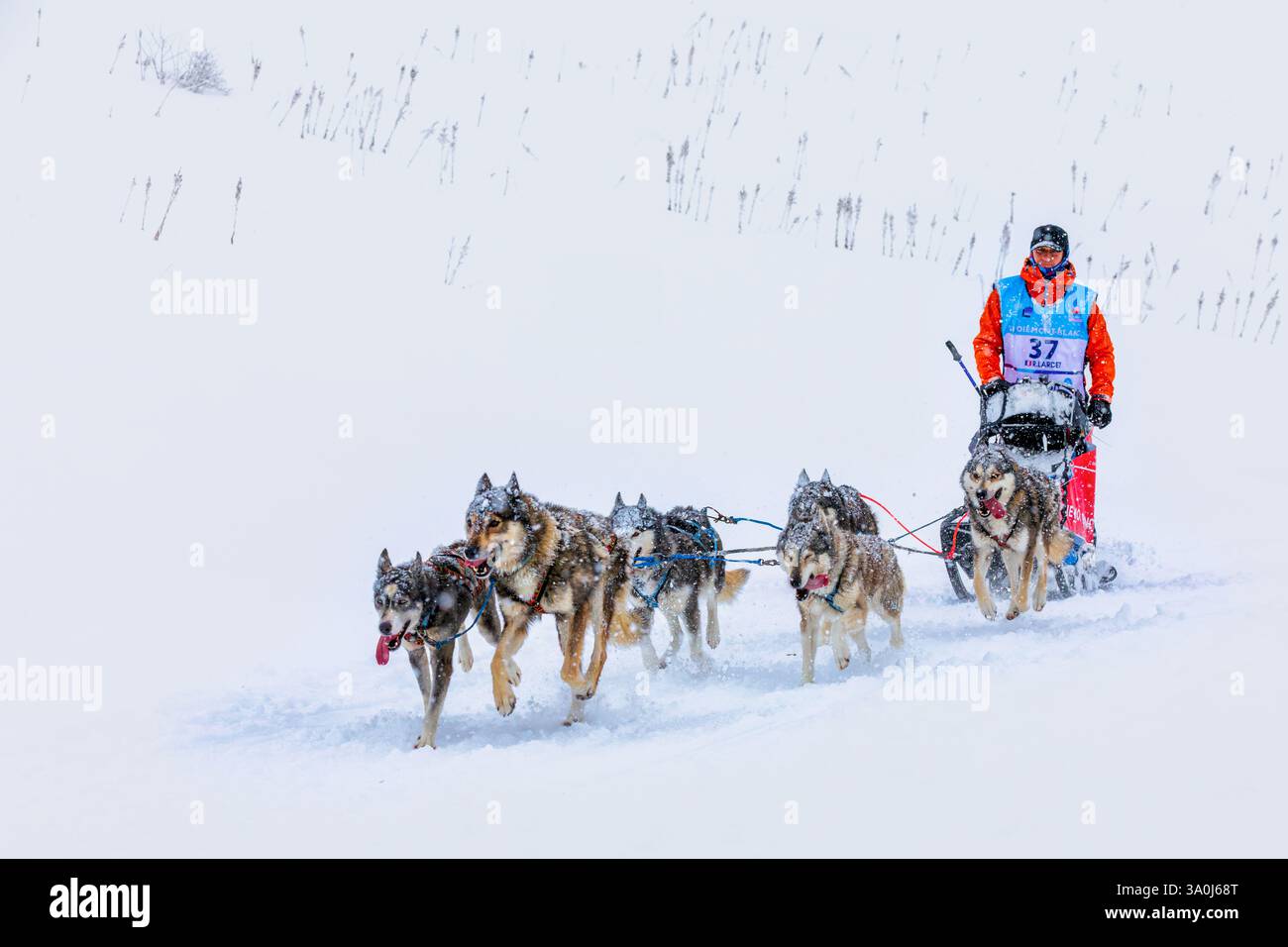Partecipante al La Grande Odyssée Savoie Mont Blanc Sled Dog Race, Praz de Lys Sommand, Auvergne-Rhône-Alpes, Francia Foto Stock