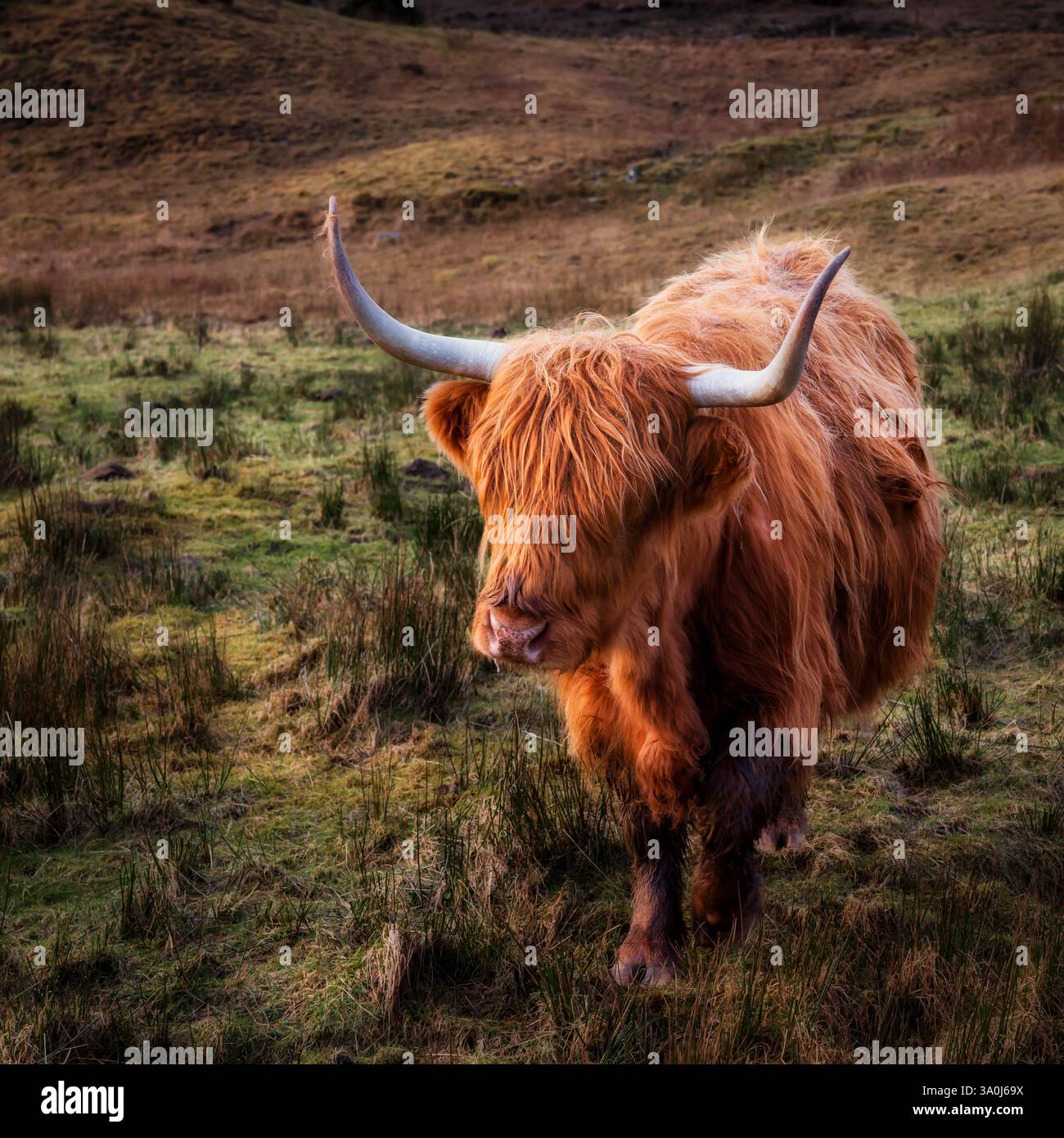 Bestiame scozzese delle Highland, Scozia Foto Stock