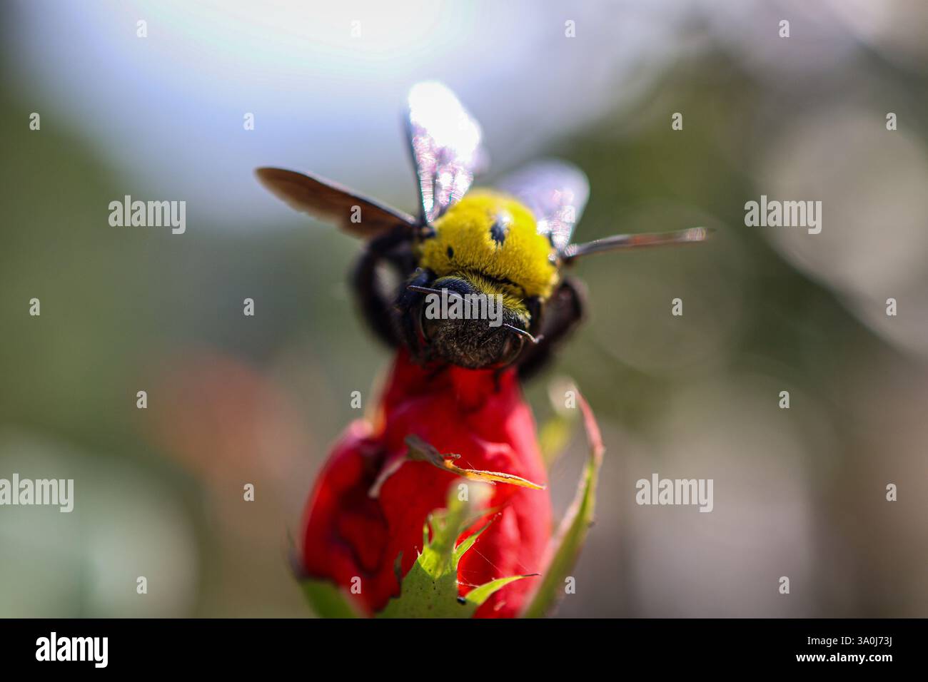 Un vivace falegname appollaiato su un fiore rosso, che mostra i piccoli ma potenti impollinatori della natura con dettagli sorprendenti. Foto Stock