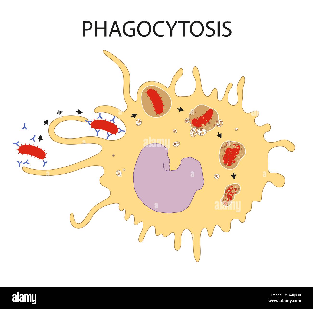 Illustrazione della fagocitosi: Meccanismo e fasi Foto Stock