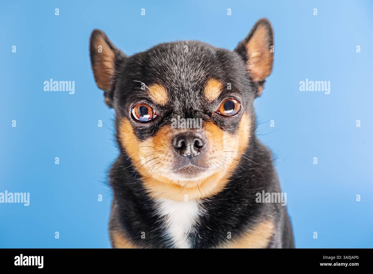 Cane tricolore Chihuahua su sfondo blu. PET, cane, foto dello studio Foto Stock