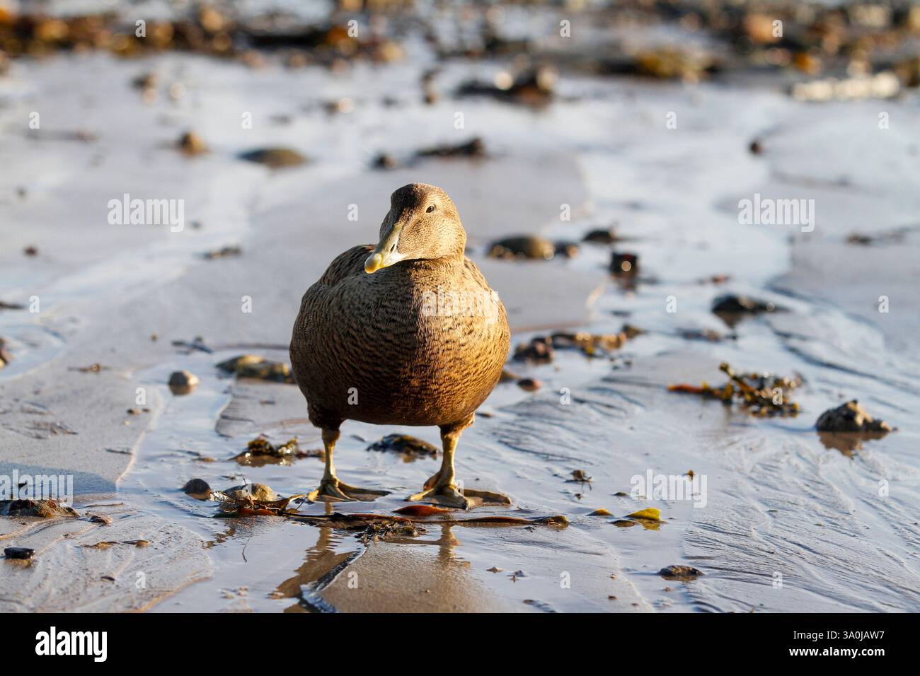 Anatra Eider femmina (Somateria mollissima) Foto Stock