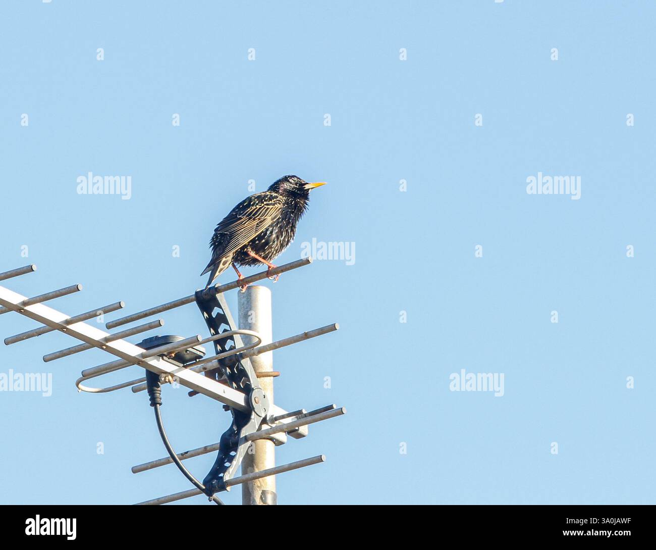 Starling (Sturnus vulgaris) Foto Stock