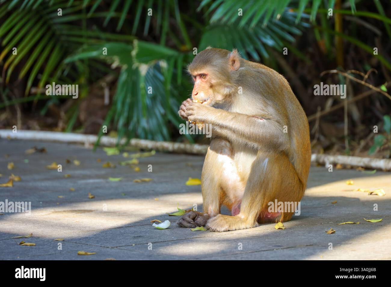Macaco Wild Rhesus che mangia frutta nel parco forestale Foto Stock