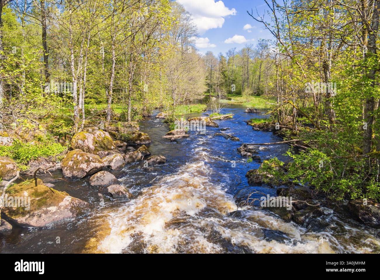 Lussureggiante foresta verde con un fiume di acqua bianca in primavera Foto Stock