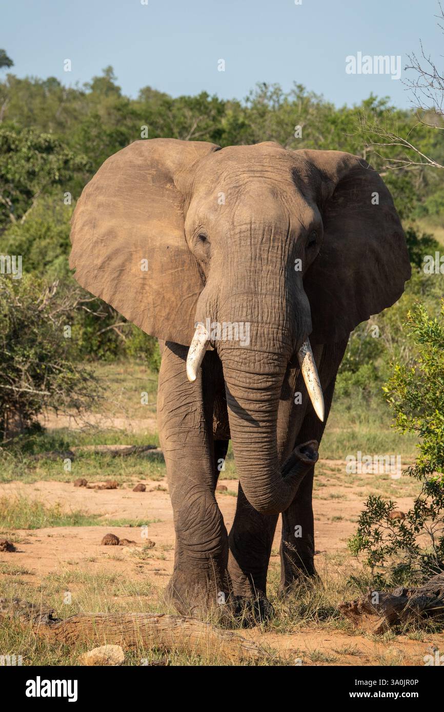 Elefante Savannah maschio in carica Foto Stock