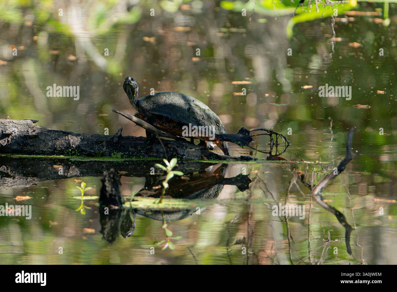 Florida Red Bellied Cooter prendere il sole su un tronco in un fiume. Foto Stock