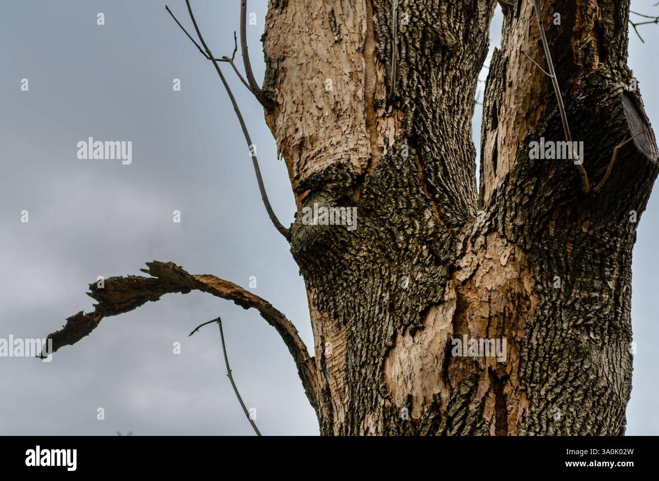 Primo piano di un vecchio e grande tronco di olmo con corteccia pelata contro un cielo limpido. Foto Stock