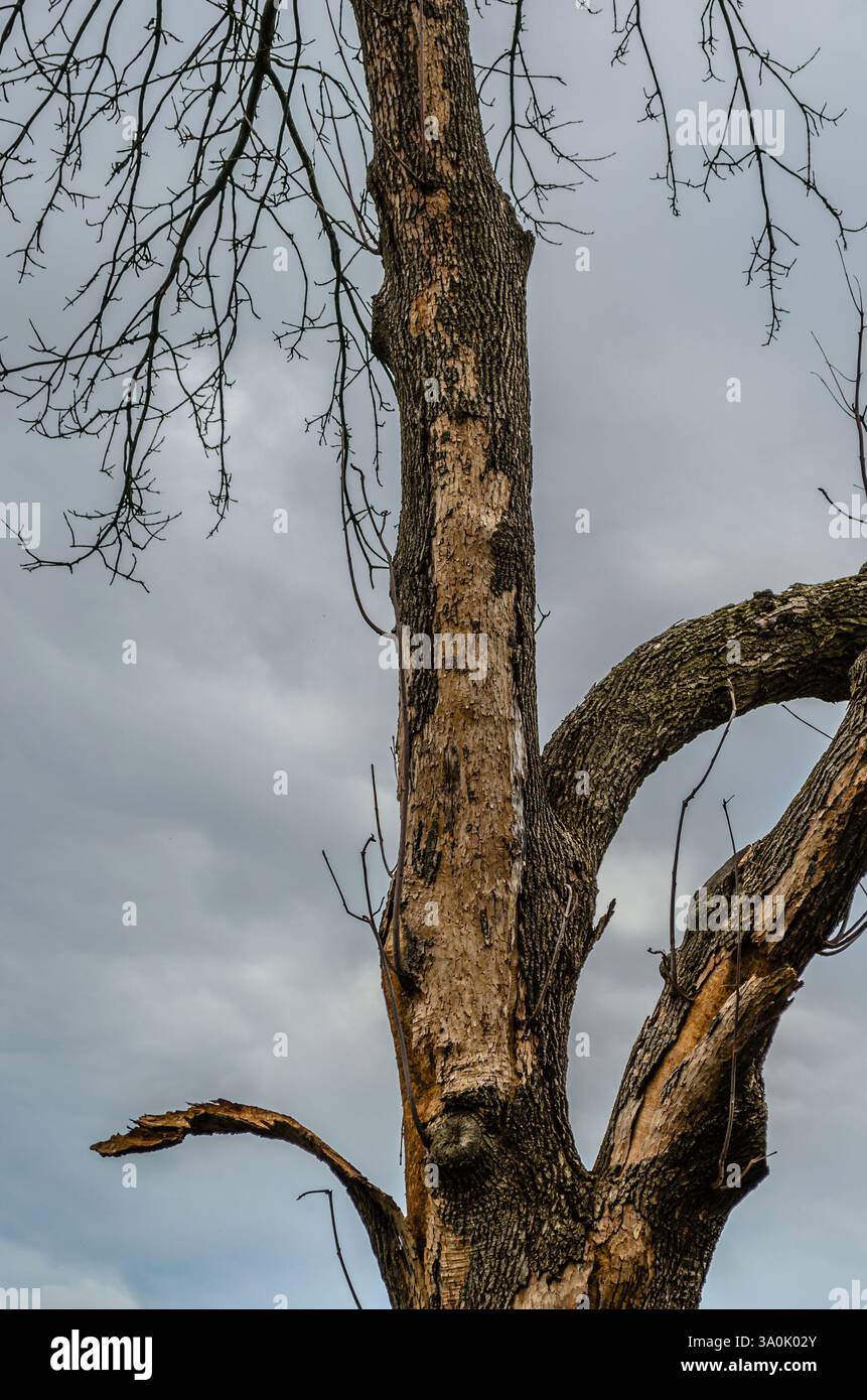 Un vecchio, grande tronco di olmo morto con sezioni di corteccia pelate contro un cielo limpido. Foto Stock