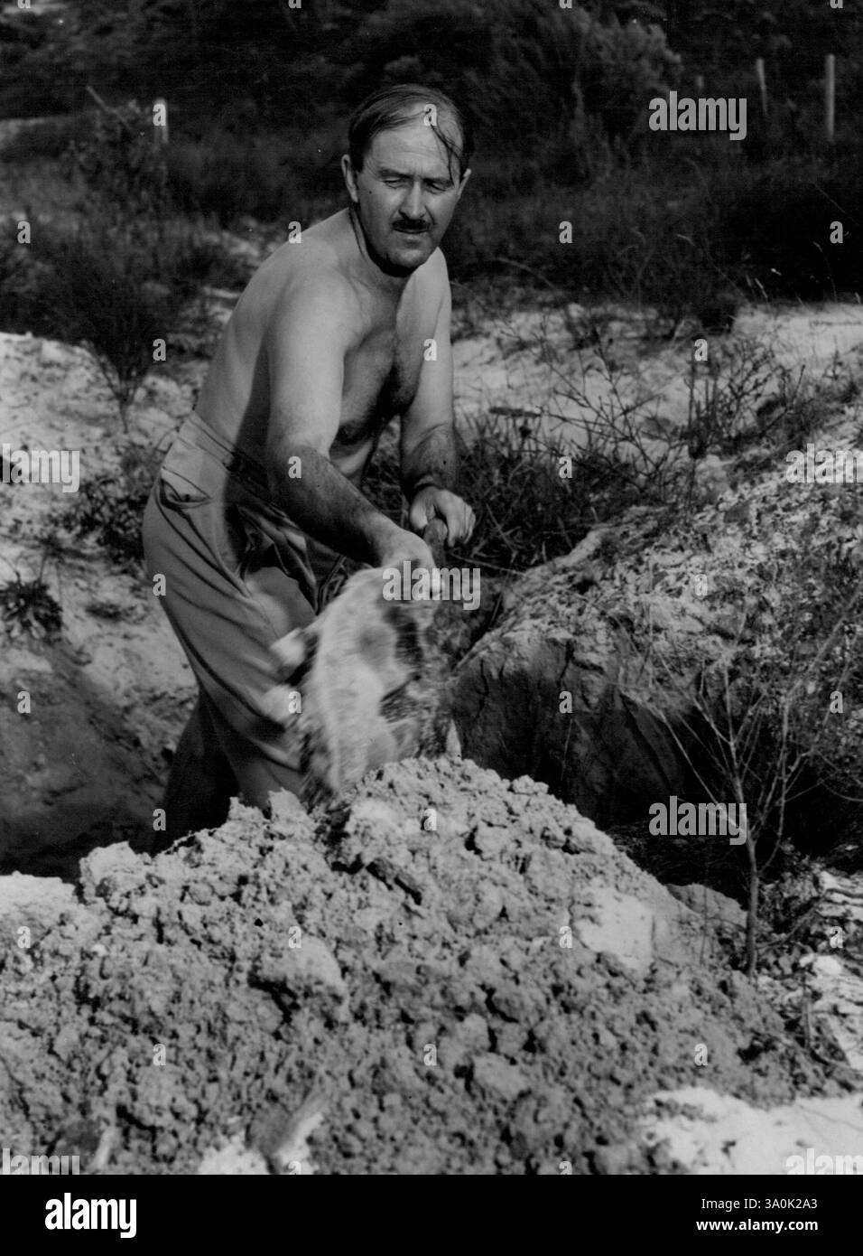 Con una vanga e la possibilità di scavare Bate torna felicemente al vero spirito pionieristico. 2 luglio 1952. Foto Stock