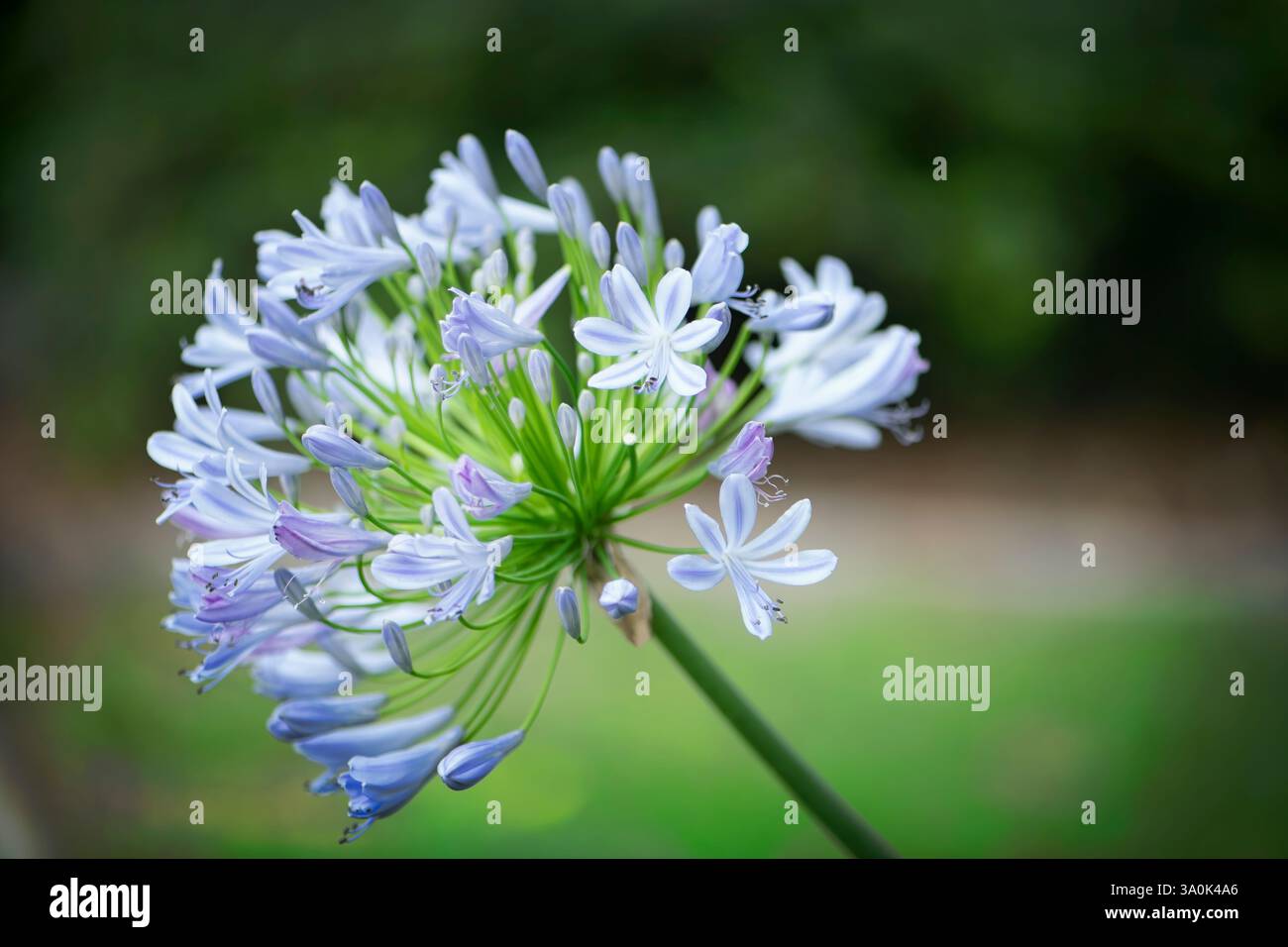 Fioritura della testa di fiore di viola da una pianta perrenale di Agapanthus Foto Stock