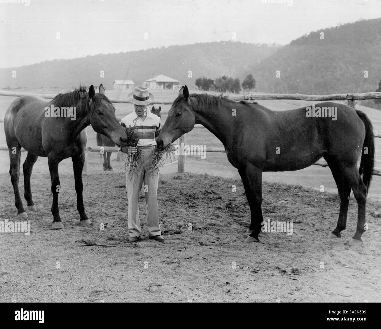 Bruciato quasi a morte in un incendio galleggiante. Eagle Star (a sinistra) ora condivide un paddock con la sua diga, Valiant Lady. Non avrà mai più una sella sulla schiena. 24 dicembre 1947. Foto Stock