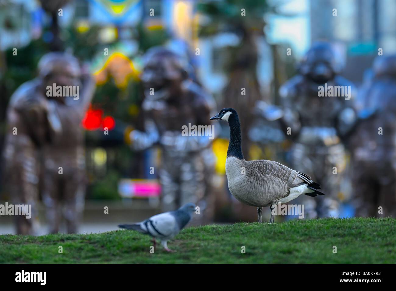 Canada Goose, , Morton Park, Vancouver, BC, Canada Foto Stock