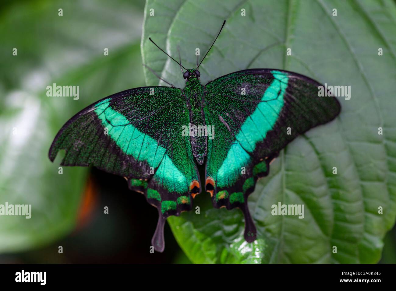 Pavone con fascia verde, Papilio palinurus, farfalla seduta su una foglia al tghe Montreal Botanical, Gardens, Montreal, Quebec, Canada Foto Stock