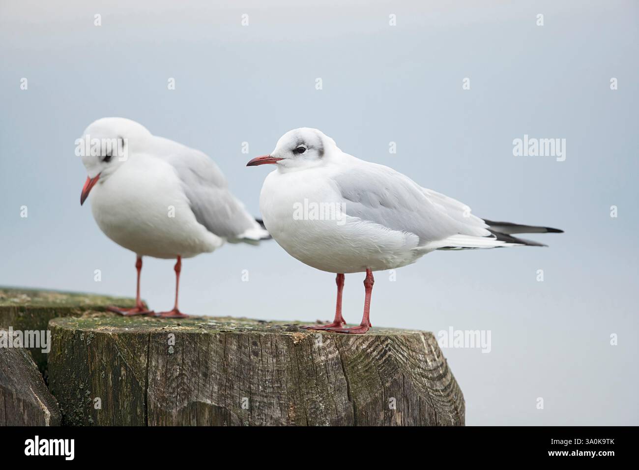 Due adulti di gabbiano con testa nera (croicocephalus ridibundus) nel piumaggio invernale Foto Stock