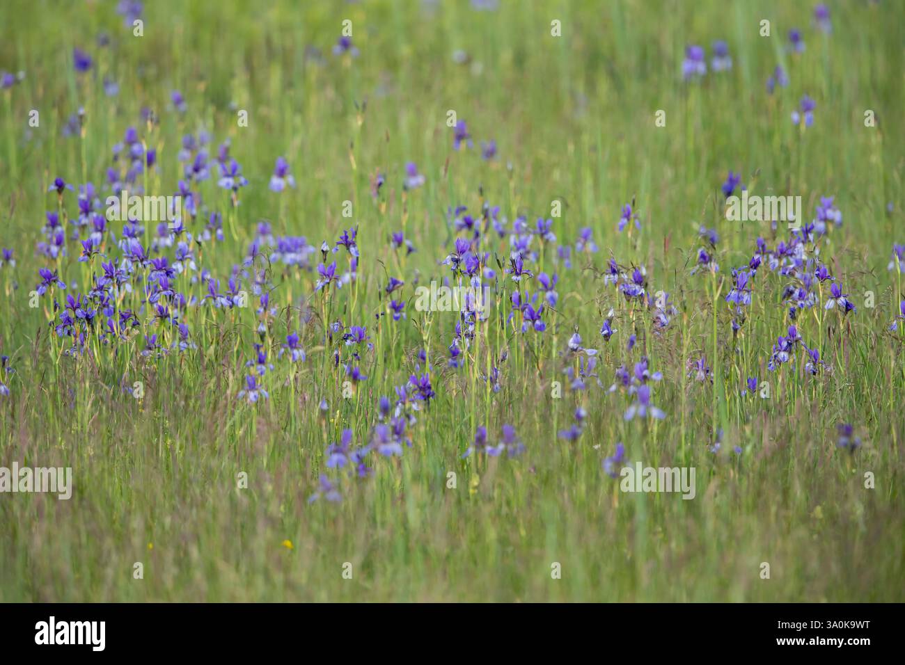 Prato violetto di Iris siberiano o bandiera siberiana (Iris sibirica) Foto Stock