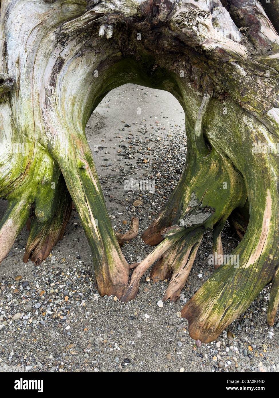 Le radici di grandi alberi si snodano sulla spiaggia di ghiaia con colori verdi sul legno Foto Stock