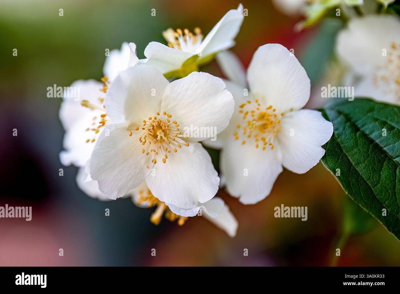 Foto ravvicinata fiori bianchi di Philadelphia coronarius o finta dolce, profumo e parume, cespuglio o piccolo albero nel giardino o nell'architettura paesaggistica Foto Stock